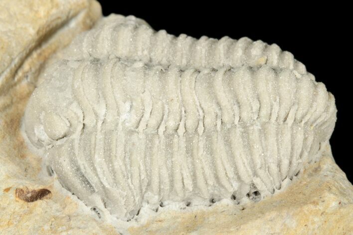 Calymene Celebra Trilobite - Ohio #188858